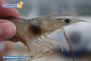 Ngành Bệnh học thủy sản